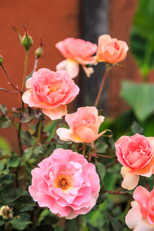 This colorful roses and refreshments.の写真素材