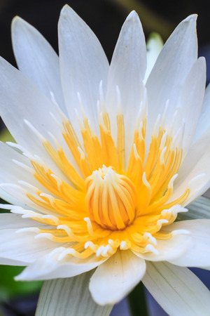 Lotus in religion Puu Elizabeth Often used to symbolize the worship of the Lord Buddha.の写真素材