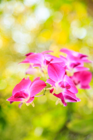Orchid flowers and charming beauty comes bokeh in the background の写真素材