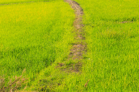 Farming in Thailand There are several types depending on the area の写真素材