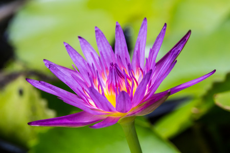 Lotus macro perspective, to see the beauty opposite corner の写真素材