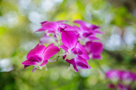 Orchid flowers and charming beauty comes bokeh in the background の写真素材