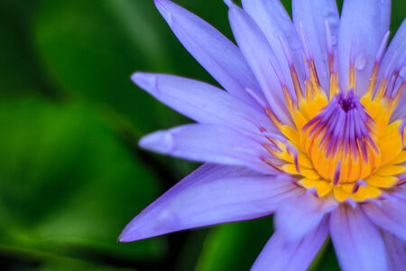 Purple lotus yellow pollen Cut the green backdrop of natureの写真素材