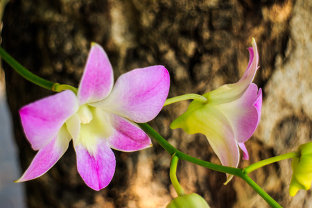 Purple orchid unique and beautiful design の写真素材