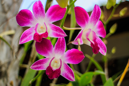 Purple orchid unique and beautiful design の写真素材