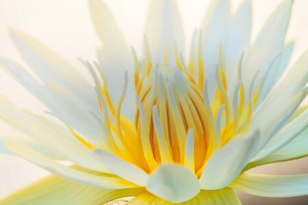 Beautiful white lotus taken on a dark background の写真素材