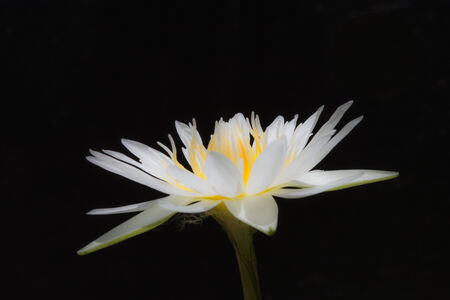 Beautiful white lotus taken on a dark background の写真素材