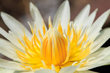 Beautiful white lotus taken on a dark background の写真素材