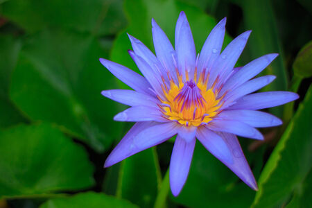 Purple lotus yellow pollen Cut the green backdrop of natureの写真素材