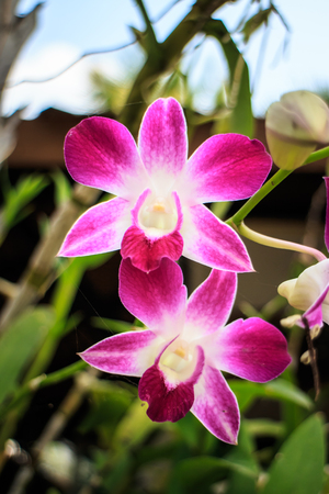 Purple orchid unique and beautiful design の写真素材