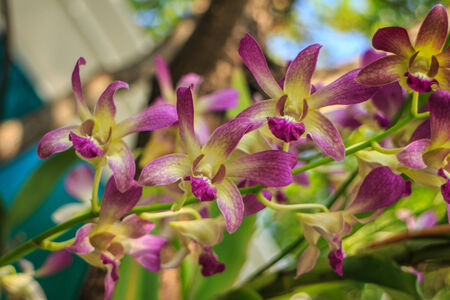Purple orchid unique and beautiful design の写真素材