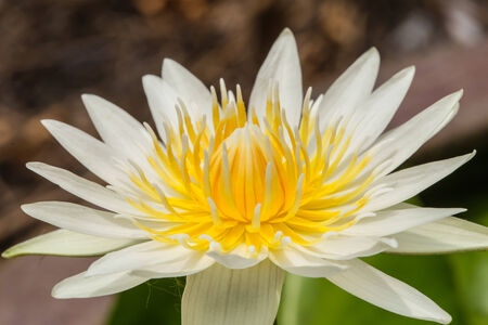 White lotus yellow pollen Beauty perfectly captured in a closeup の写真素材