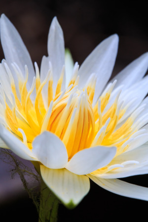 Beautiful white lotus taken on a dark background の写真素材