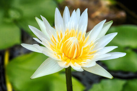 Beautiful white lotus taken on a dark background の写真素材