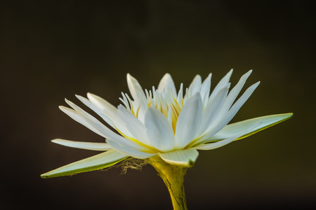 Beautiful white lotus taken on a dark background の写真素材