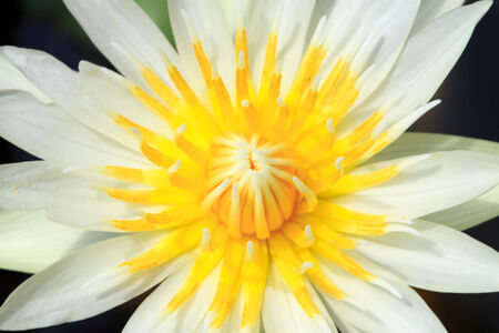 Beautiful white lotus taken on a dark background の写真素材