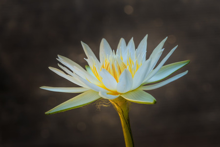 Beautiful white lotus taken on a dark background の写真素材