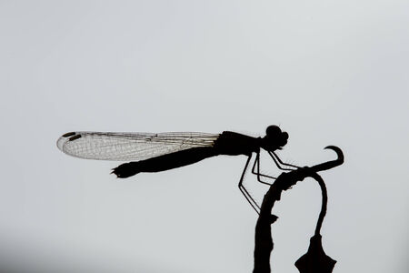 In view of the dragonfly silhouettes.