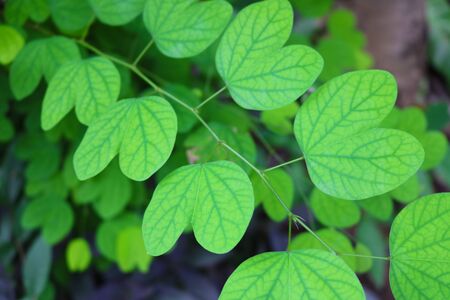 Sunlight shining leaves