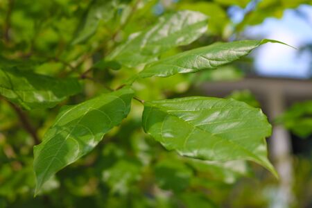 Sunlight shining leaves