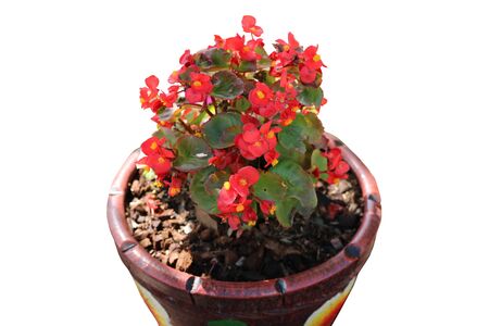 Flowers in pots cut white backgroundの写真素材