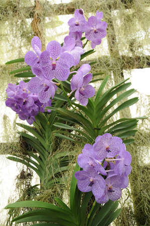 Purple orchid in the Flowers nursery, north Thailand