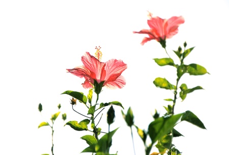 Flowers in white backgroundの写真素材