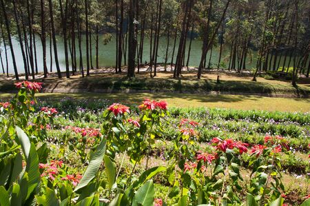 Flowers in the park by the lakeの写真素材