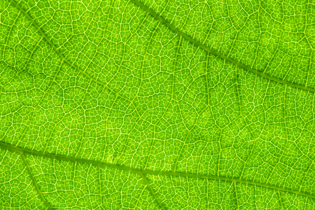 green leaf, macro, zoom blurの写真素材