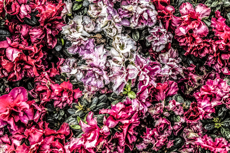 colorful flowers abstract backgroundの写真素材