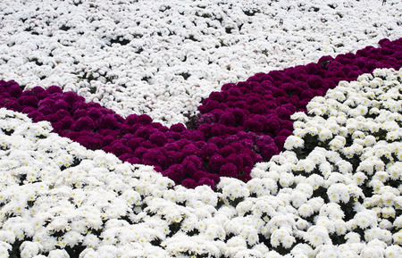 colorful flowers abstract backgroundの写真素材