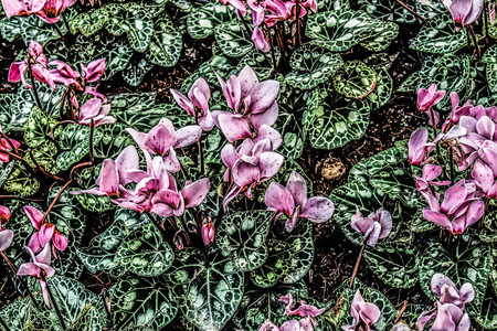 colorful flowers abstract backgroundの写真素材