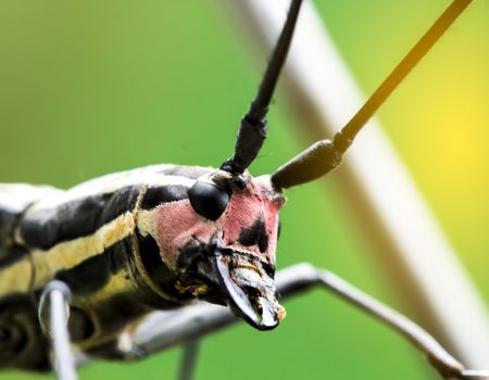 Macro photography with background blurrの写真素材