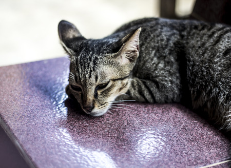 The cat wanted to sleep.の写真素材