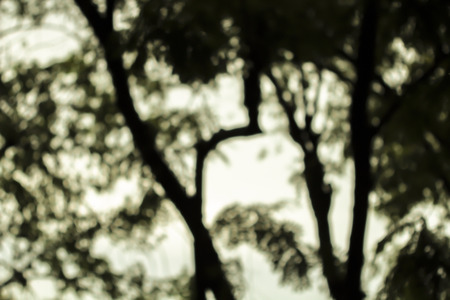 Night forest blurred photoの写真素材