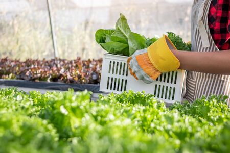 Close up farmer hand holding basket of vegetable.の写真素材