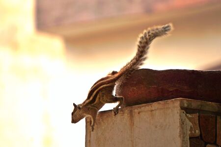 a squirrel tries to jump on the wall in the day time.の写真素材