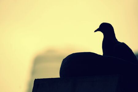 pigeon having food, its black shadow showing right side in a bright backgroundの写真素材