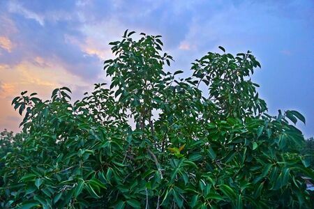 tall berry tree with fully green leaves and blue cloudy sky