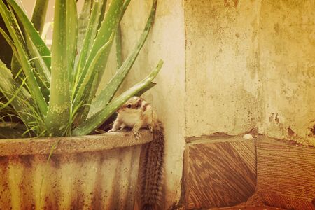 a squirrel is sitting on a aloe vera plant pot and watching with her one eye