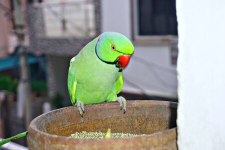 a green indian parrot sitting on a food pot