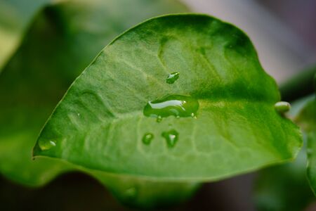 some water drops on a green leaf with blur background