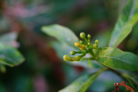 undeveloped shoot at the tip of a stem with blur green background