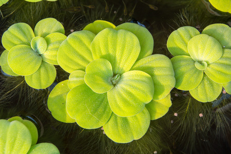 duckweeds