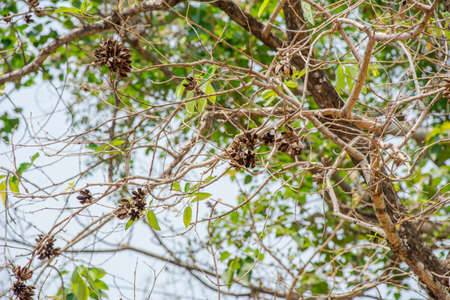 Spring flowering branches of a tree