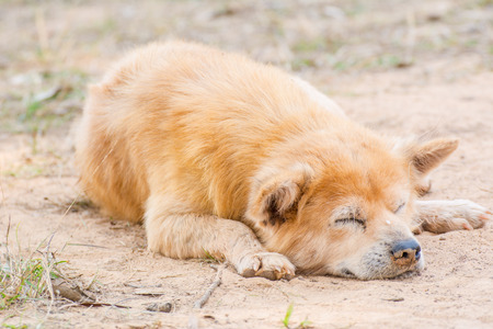 Relaxing sleeping dogの写真素材