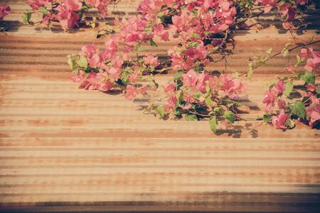 Pink bougainvillea on the roof ,in the morning.の写真素材
