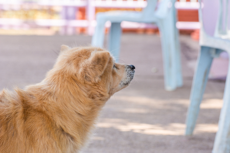 Brown retriever dog,the looking sad.の写真素材