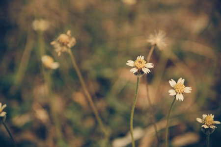 Small yellow flowerの写真素材