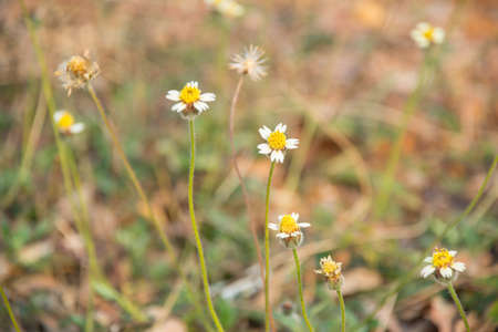 Small yellow flowerの写真素材